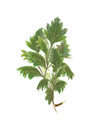 Image Not Available